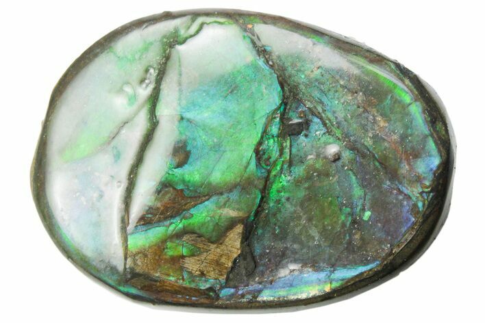 Iridescent Ammolite (Fossil Ammonite Shell) - Alberta #357524